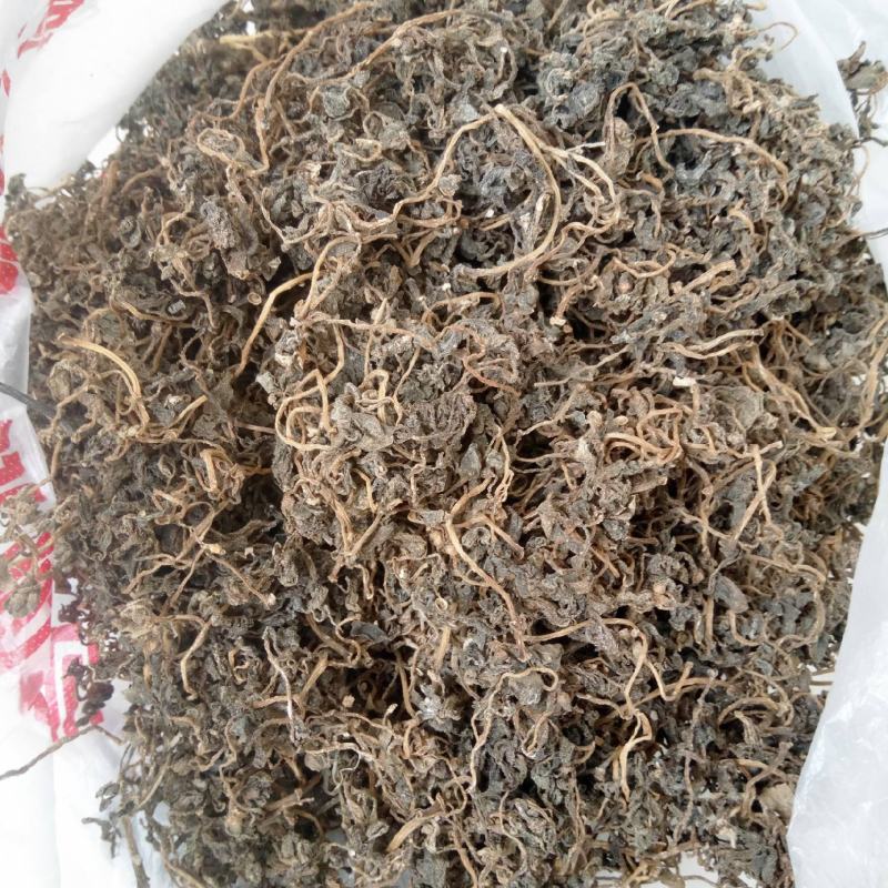 马齿笕