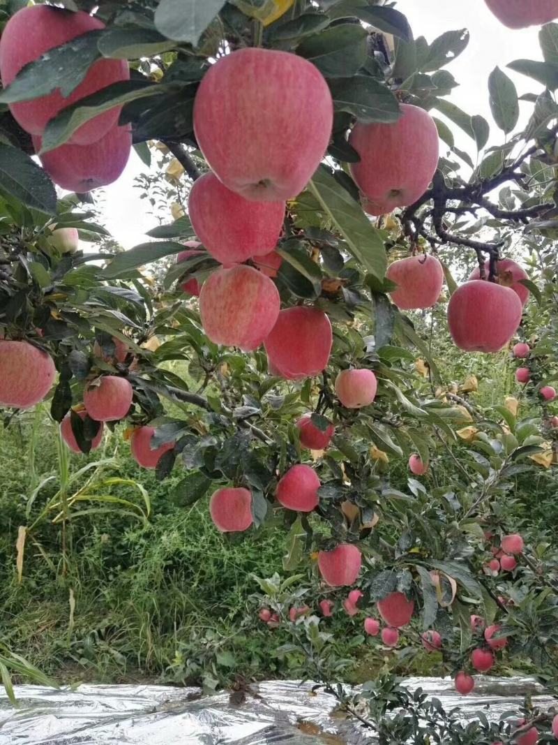 秦阳苹果开始上市了，欢迎各位客商前来采购。