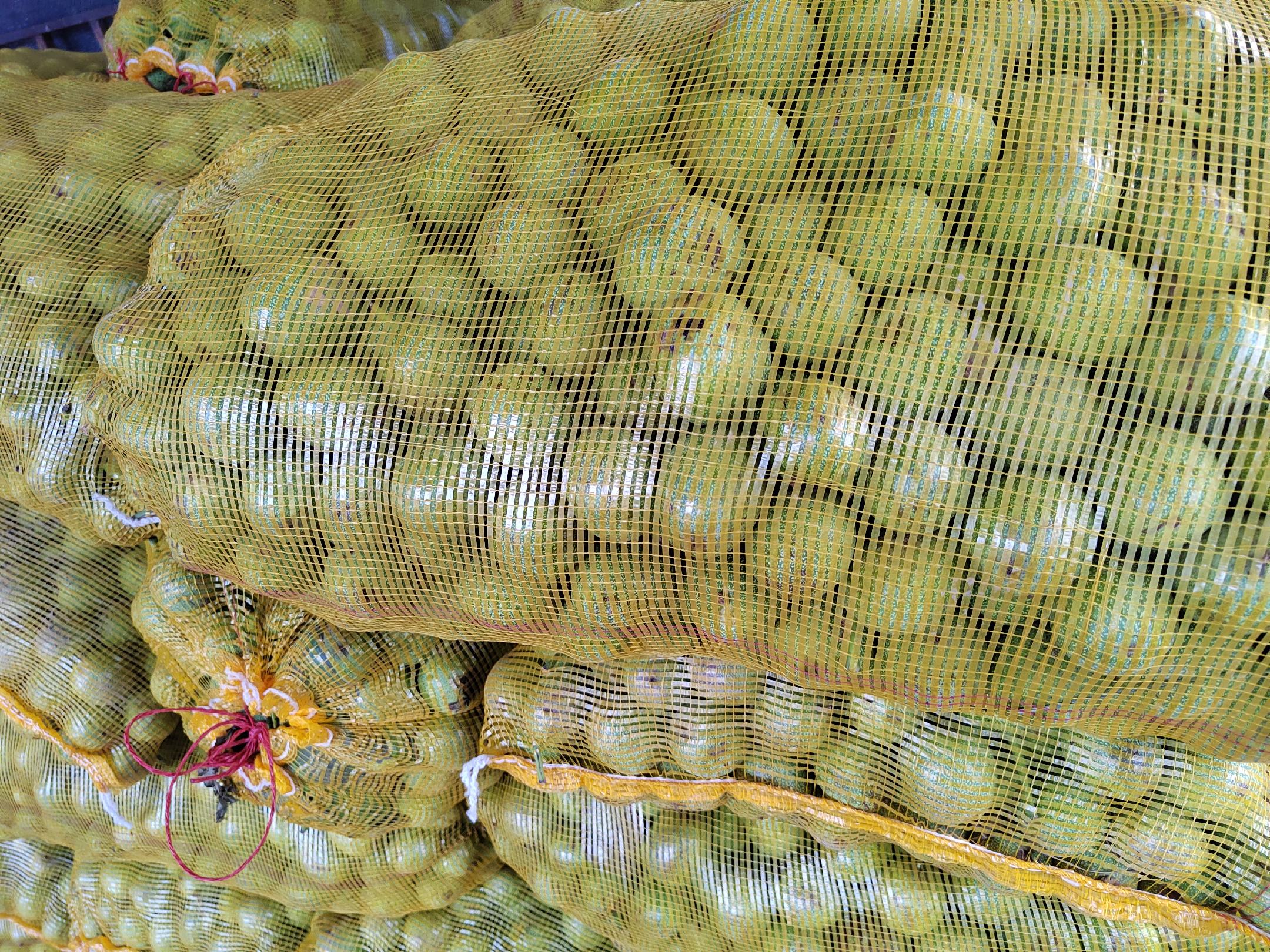 青皮核桃自然堆沤过程