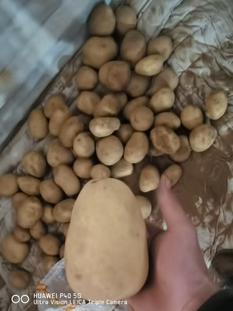 土豆