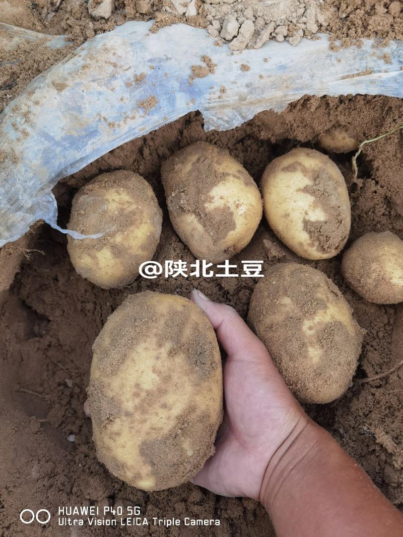 土豆