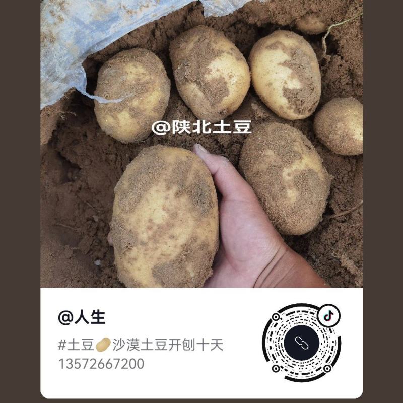 土豆