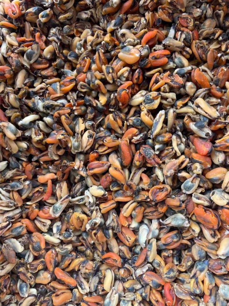 【实力】淡菜淡菜干海红干食用青口贝批发山东日照