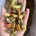 【实力】淡菜淡菜干海红干食用青口贝批发山东日照