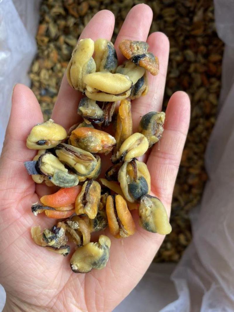 【实力】淡菜淡菜干海红干食用青口贝批发山东日照