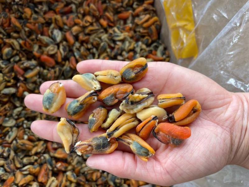 【实力】淡菜淡菜干海红干食用青口贝批发山东日照