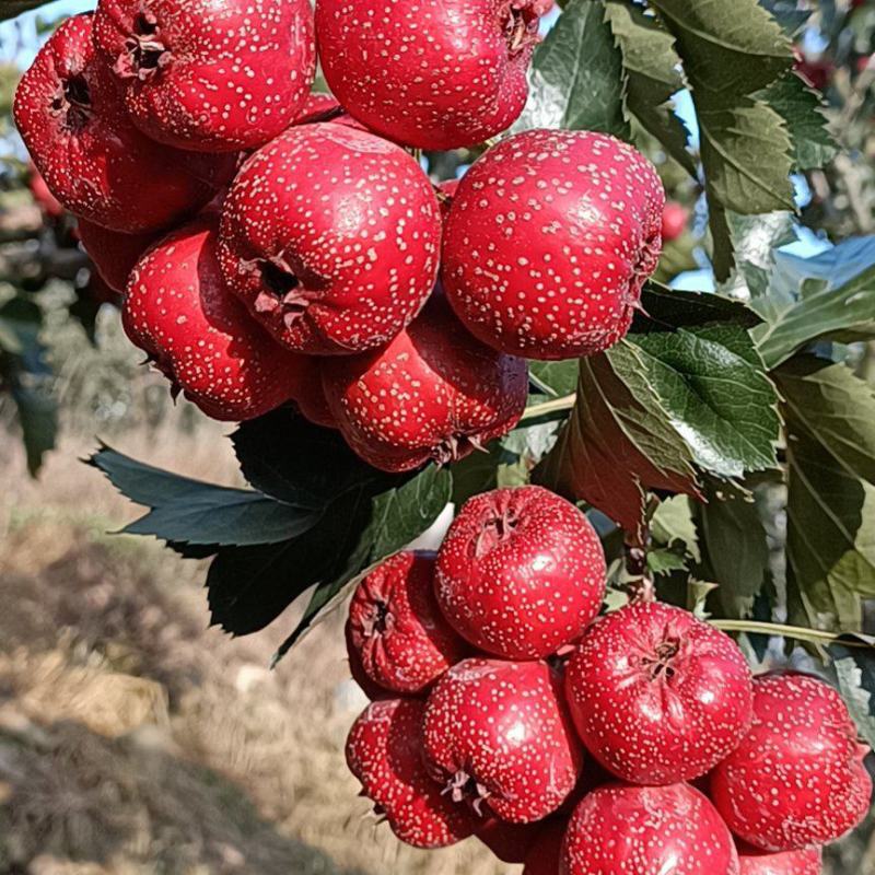 山东沂蒙山优质山楂，口感好，硬度好，保证质量价格公道