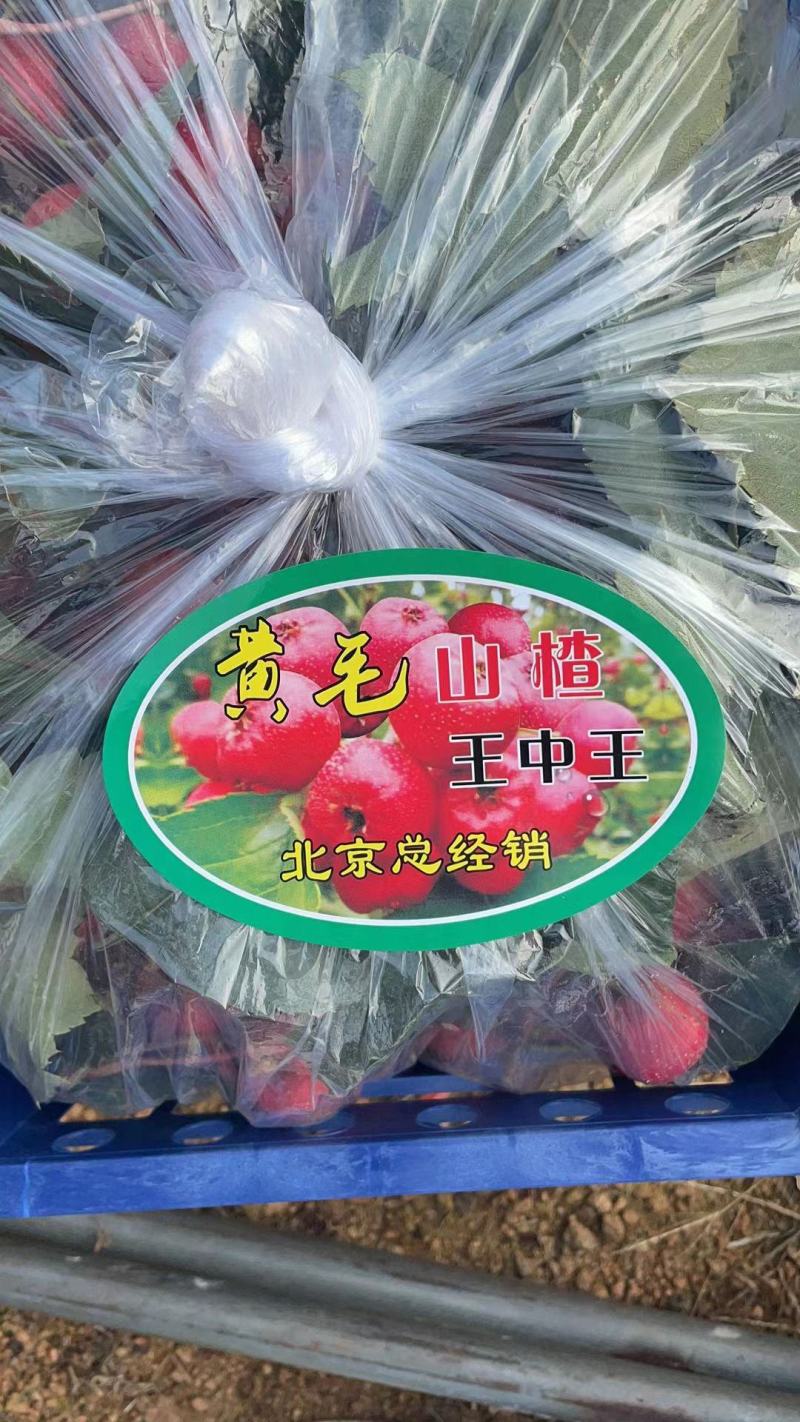 山东沂蒙山优质山楂，口感好，硬度好，保证质量价格公道