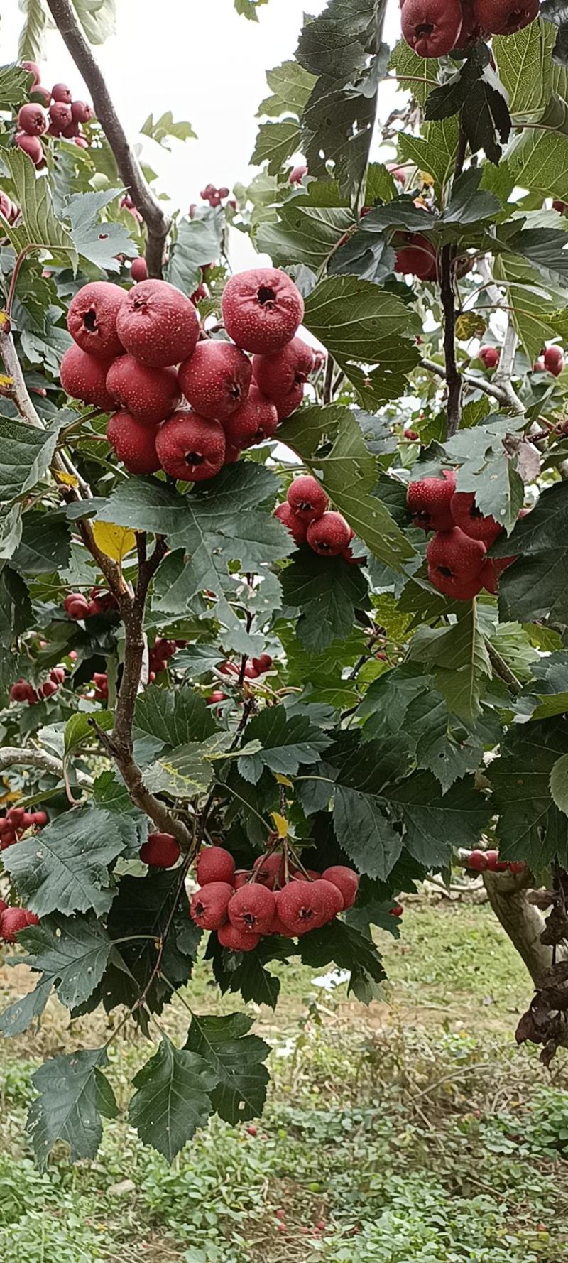 山东沂蒙山优质山楂，口感好，硬度好，保证质量价格公道