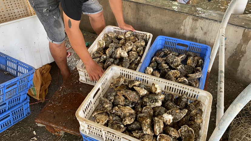 实验室人员正在进行生蚝的微生物检测 生蚝食品安全检测