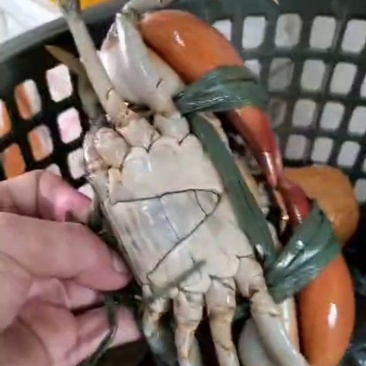 长期供应慢爬小肉蟹100%活埋冰保证肉质新鲜