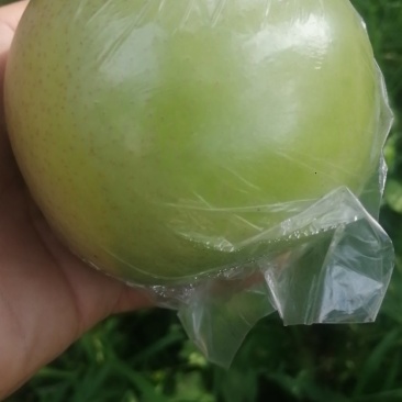 泊头青皇冠现已成熟上市