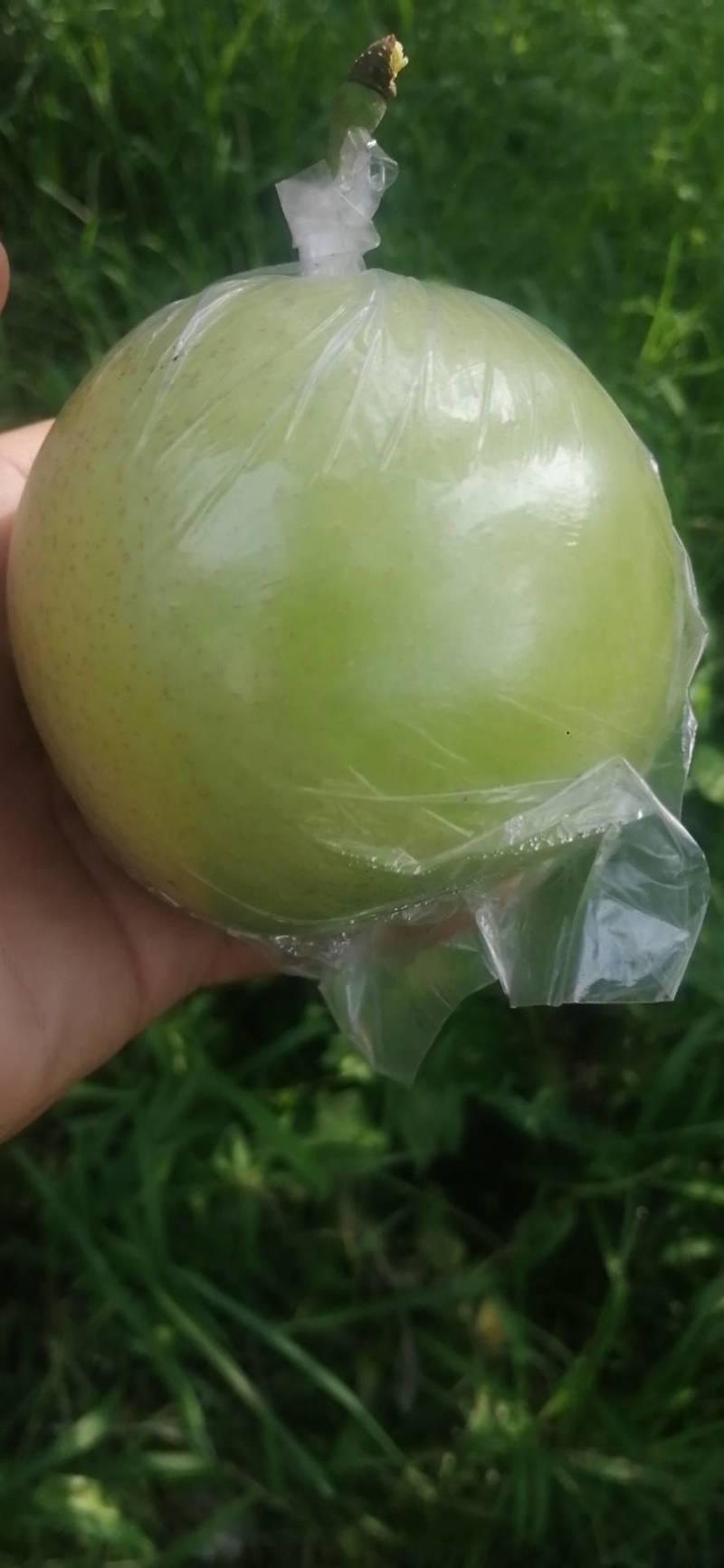 泊头青皇冠现已成熟上市