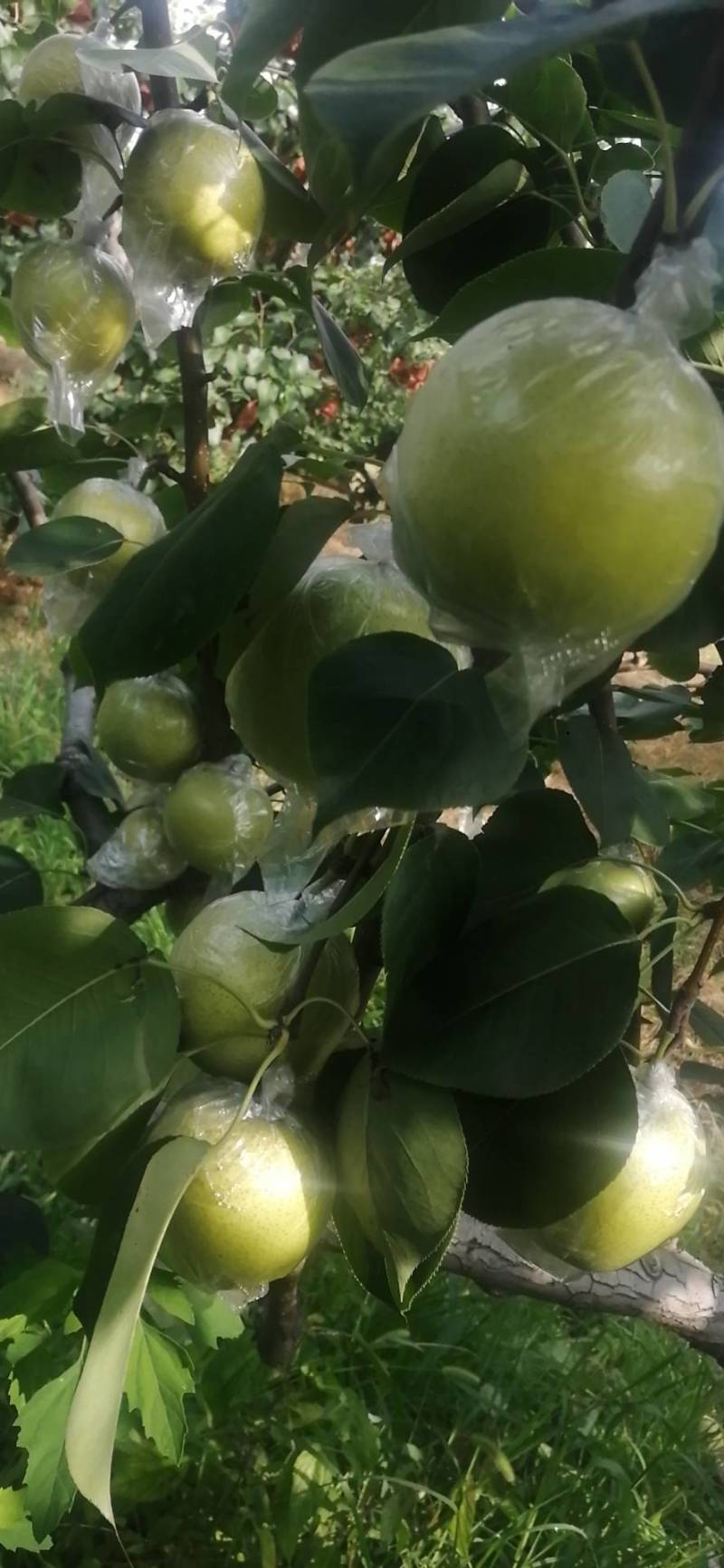 泊头青皇冠现已成熟上市