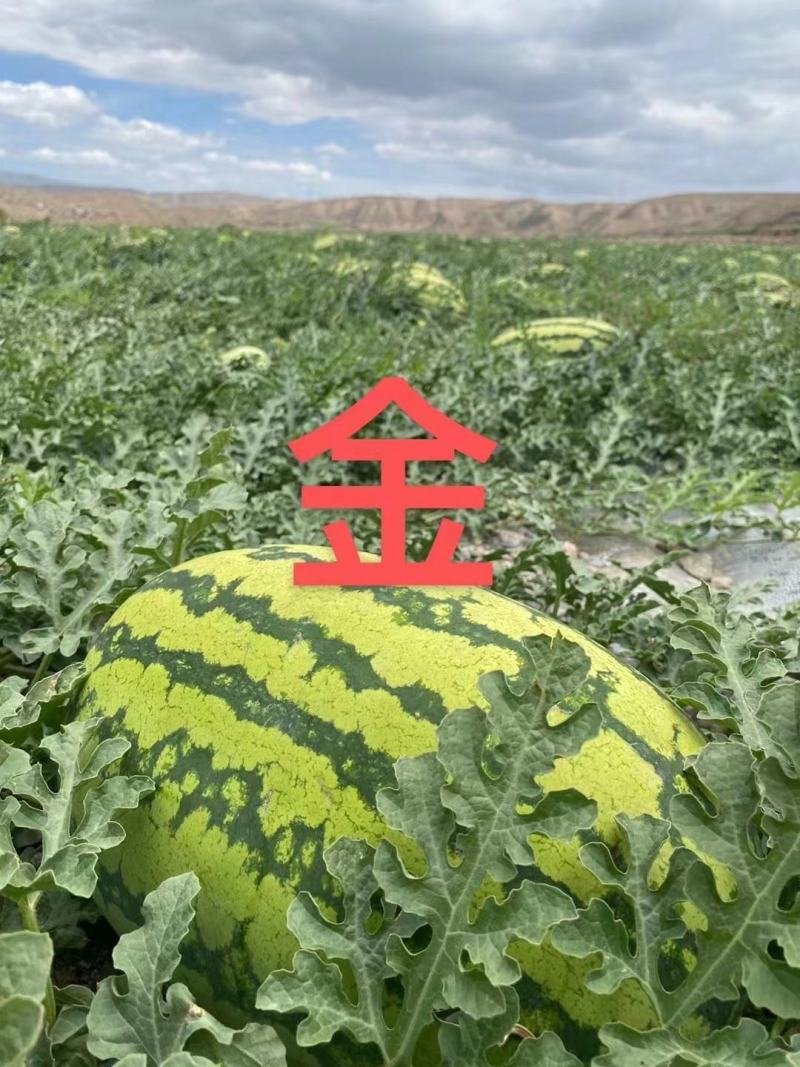 宁夏精品石头瓜