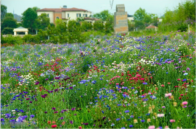 矢车菊种子四季播种开花庭院室外蓝色耐寒花籽春季易活花种籽