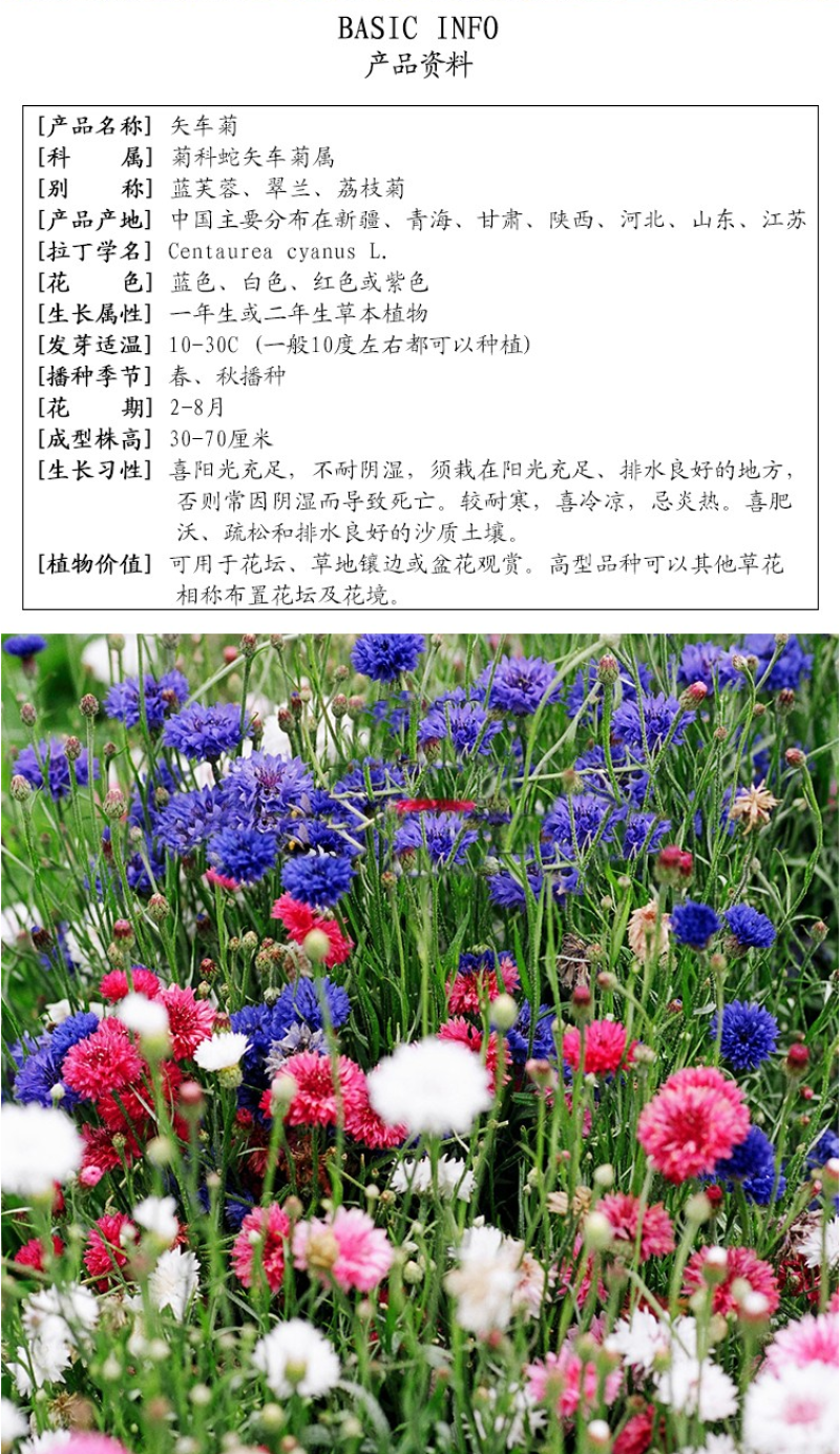 矢车菊种子四季播种开花庭院室外蓝色耐寒花籽春季易活花种籽