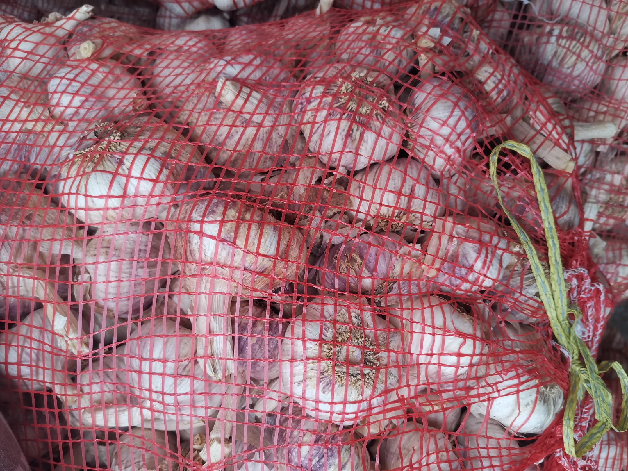 大蒜储存在网袋中