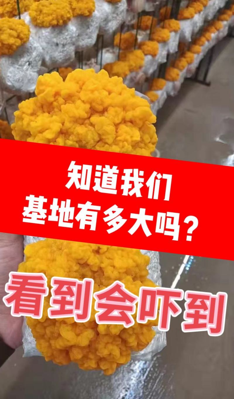 金耳菌包大量供应，厂家直供。可做代发给地址就发货懂的来