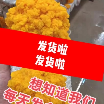 金耳菌包大量供应，厂家直供。可做代发给地址就发货懂的来