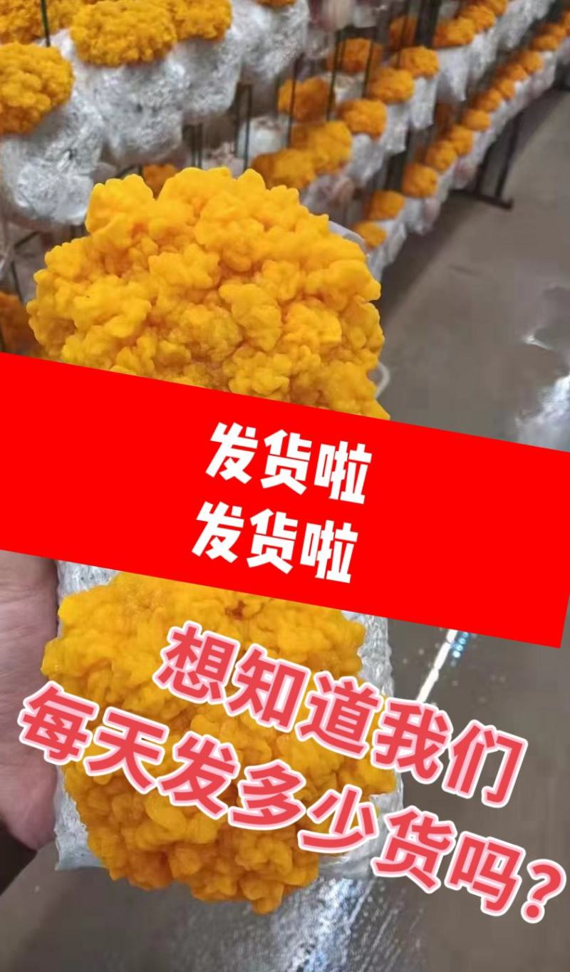 金耳菌包大量供应，厂家直供。可做代发给地址就发货懂的来