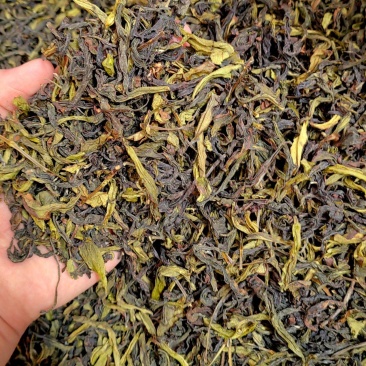 土山茶惠来土山茶潮汕大坪土山茶叶浓香型高山茶诏安八仙茶叶