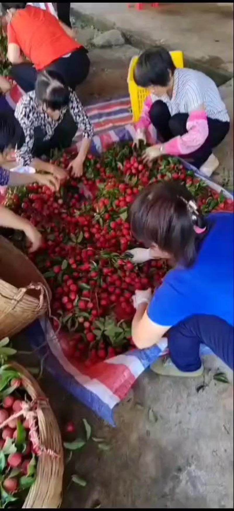 广西桂平市麻垌禾荔已经大量上市，货源充足欢迎咨询