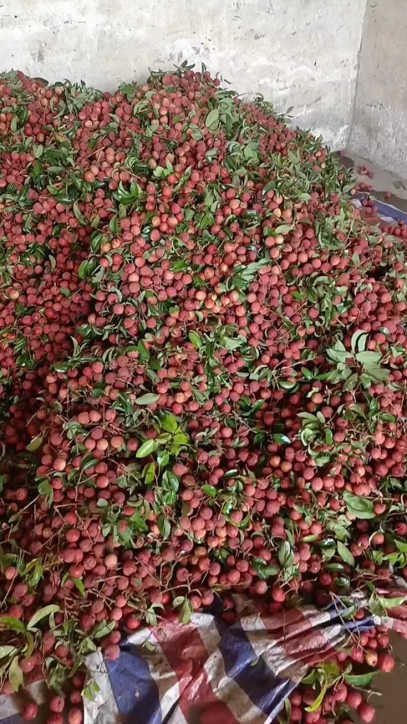 广西桂平市麻垌禾荔已经大量上市，货源充足欢迎咨询