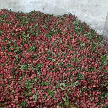 广西桂平市麻垌禾荔已经大量上市，货源充足欢迎咨询