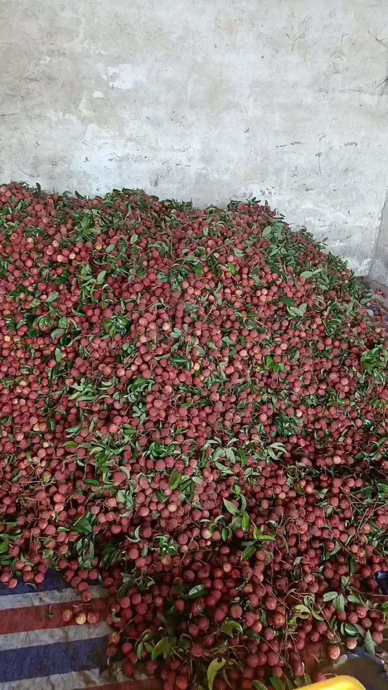 广西桂平市麻垌禾荔已经大量上市，货源充足欢迎咨询