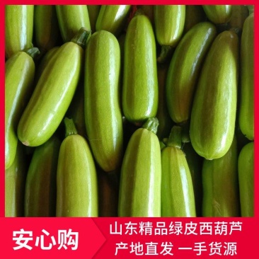 山东优质西葫芦产地直销质量保证视频对接量大从优