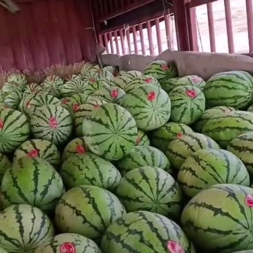 硒砂瓜
