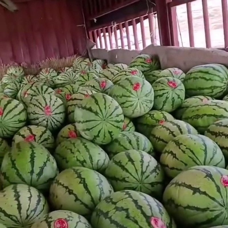 硒砂瓜