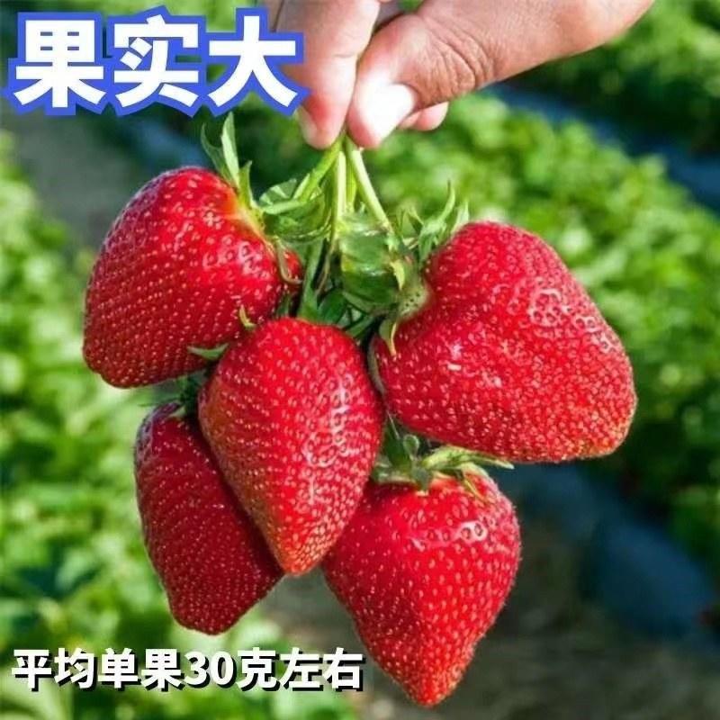 草莓苗大叶红颜法兰帝四季奶油可以货到付款品种纯正