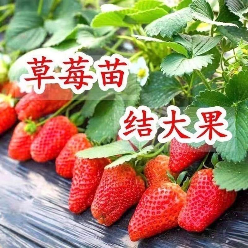 草莓苗大叶红颜法兰帝四季奶油可以货到付款品种纯正
