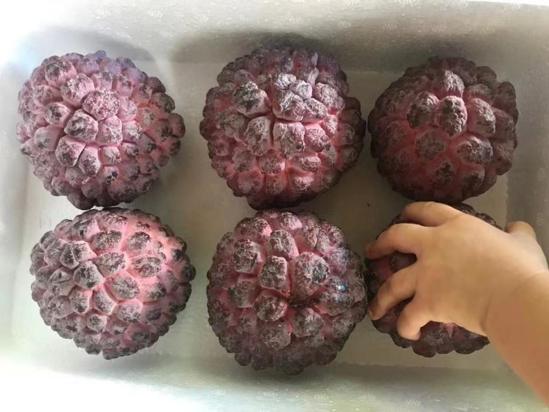 红释迦果种子，玫瑰释迦果种子，新鲜成熟红释迦果种子