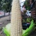 万糯2000玉米大量上市无虫眼籽粒饱满基地直供