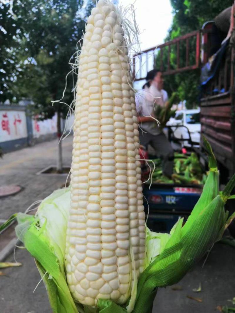 万糯2000玉米大量上市无虫眼籽粒饱满基地直供