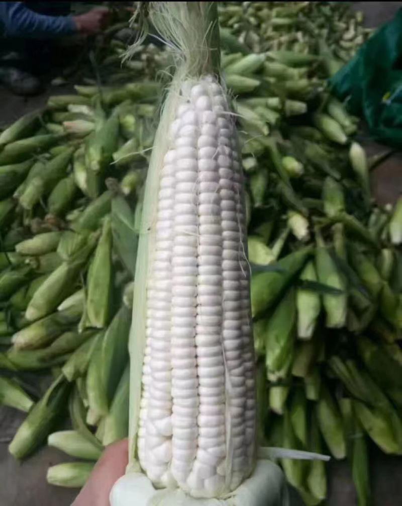 万糯2000玉米大量上市无虫眼籽粒饱满基地直供