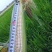 万糯2000玉米大量上市无虫眼籽粒饱满基地直供