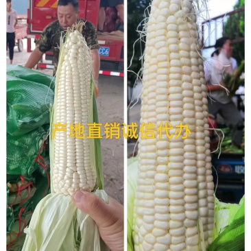 万糯2000玉米大量上市无虫眼籽粒饱满基地直供