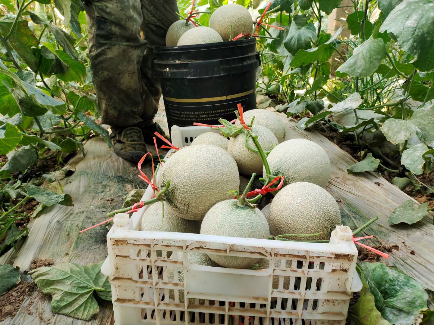 网纹瓜与尺子、厨房秤一同摆放的选购场景