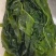 烘干裙带菜海白菜裙带叶免洗裙带菜盐干裙带菜裙带菜