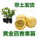 黄金百香果苗新品种钦密九号纯甜嫁接苗爬藤四季当年结果