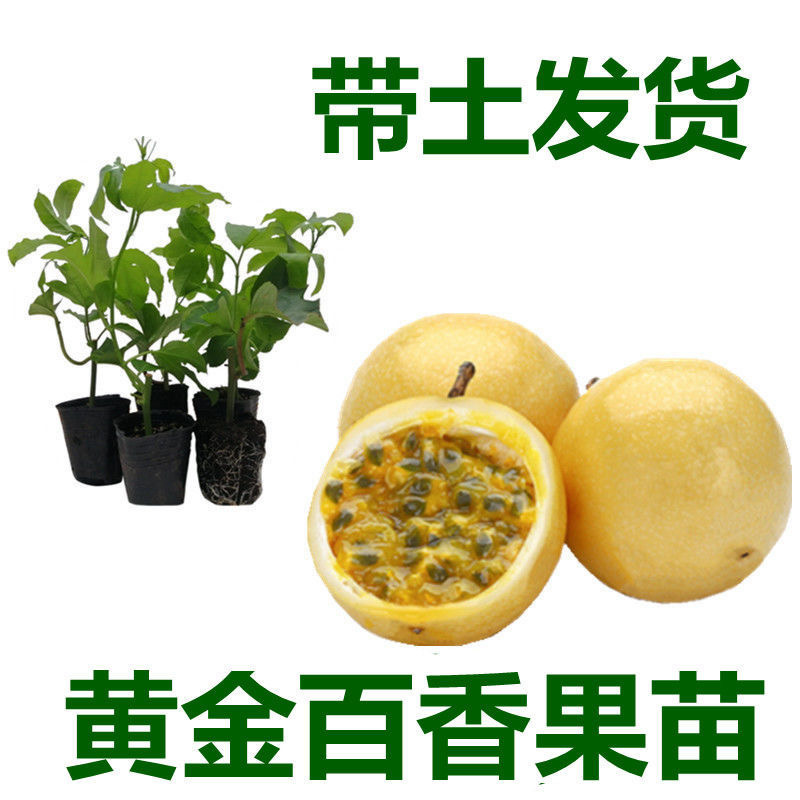 黄金百香果苗新品种钦密九号纯甜嫁接苗爬藤四季当年结果
