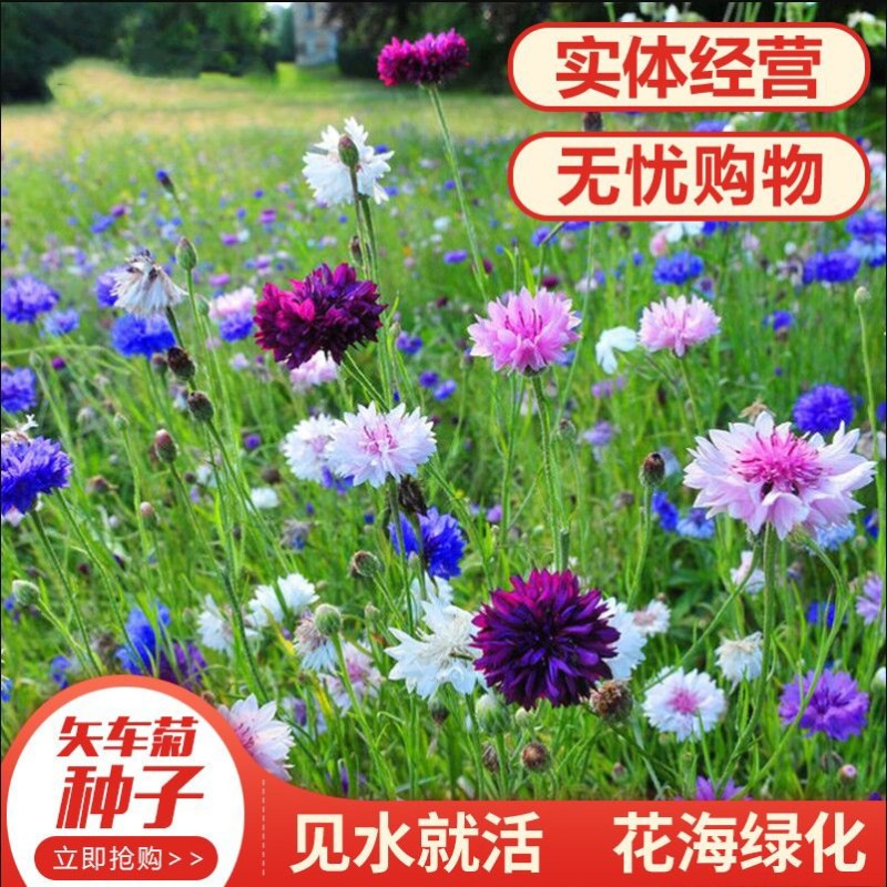 矢车菊种子花种子四季种易活庭院室外花种籽子花籽耐寒蓝芙种