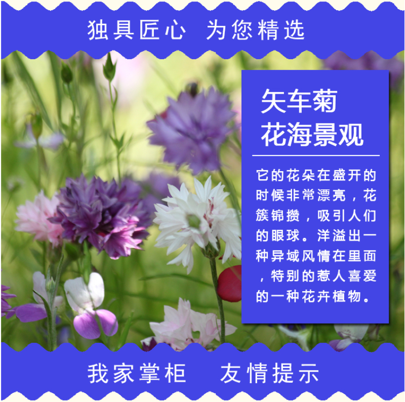 矢车菊种子花种子四季种易活庭院室外花种籽子花籽耐寒蓝芙种