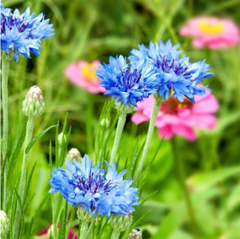 矢车菊种子花种子四季种易活庭院室外花种籽子花籽耐寒蓝芙种