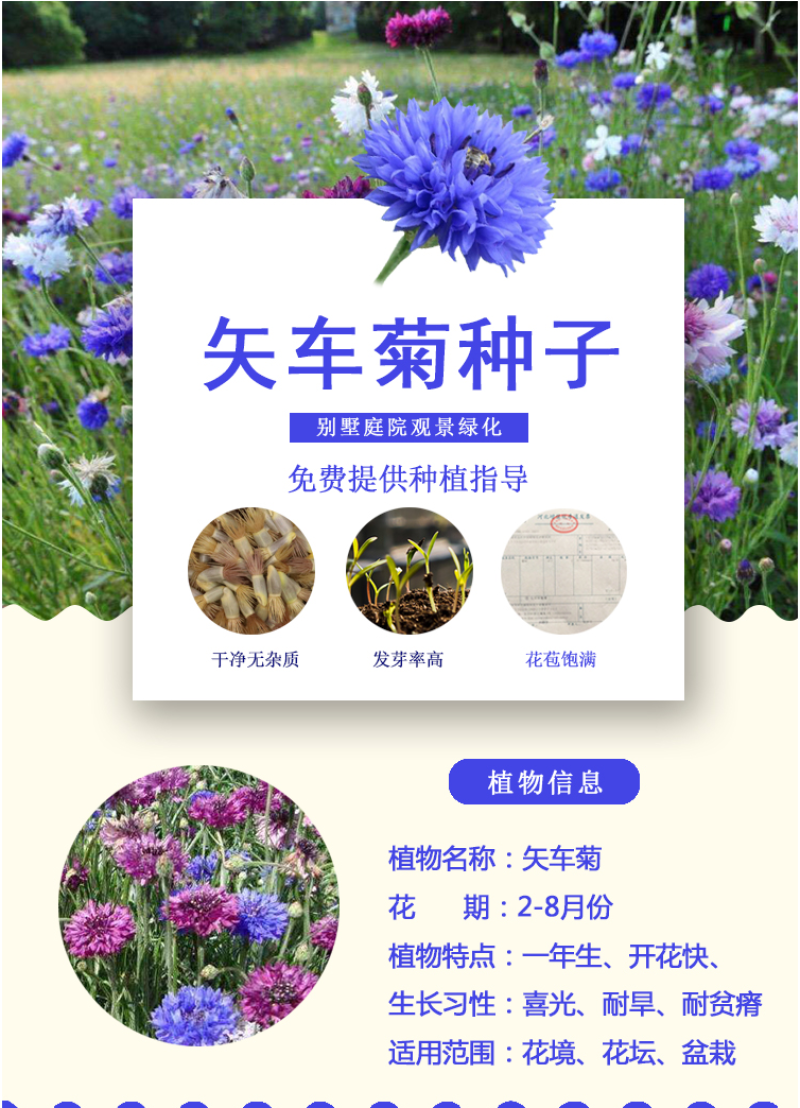 矢车菊种子花种子四季种易活庭院室外花种籽子花籽耐寒蓝芙种