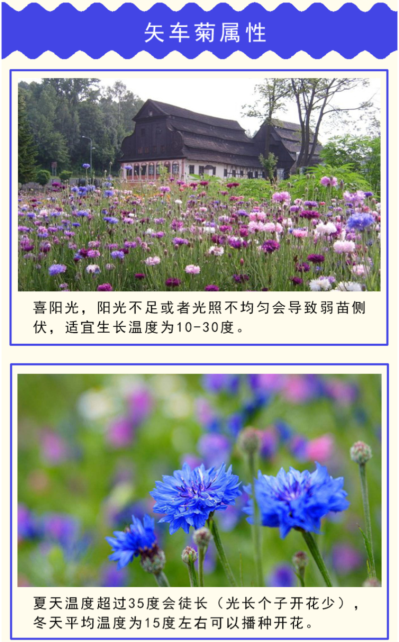 矢车菊种子花种子四季种易活庭院室外花种籽子花籽耐寒蓝芙种